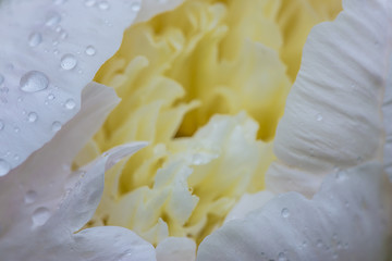 white peony with waterdrops close up