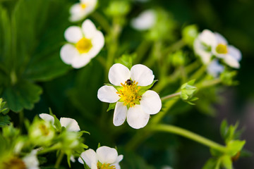 Obraz premium Spring landscape. Flower garden strawberries closeup