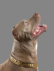 American Pit Bull Terrier in profile, looking up, isolated on gray background