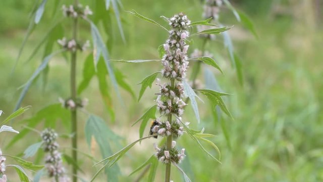 Flowering motherwort with a bumblebee and a bee collecting nectar and pollen from it. Leonurus cardiaca
