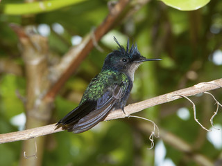 Fototapeta premium Antillean Crested Hummingbird