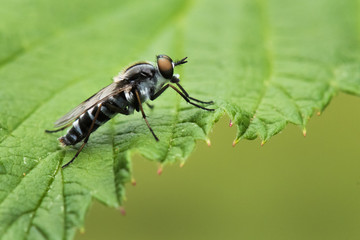 Fly