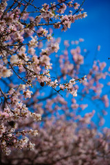 Flowering almond trees against  blue  sky, 