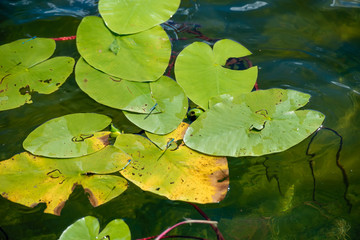Dragonflies sit on the Lily leaves