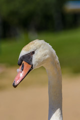 Fototapeta premium A portrait of a white swan.