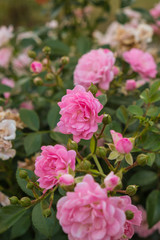 Fototapeta na wymiar Small tea rose flowers with pink petals blooming 