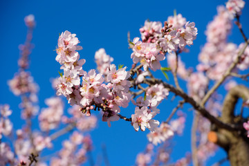 Flowering almond trees against  blue  sky,  macro