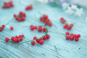 Berries of red currant summer vitamins background crop on blue.
