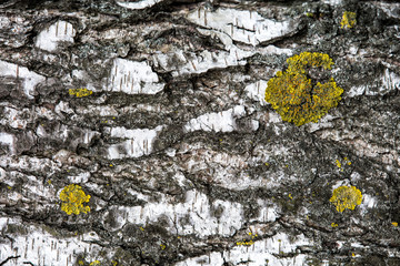 The background is birch bark. There is a lichen in some places