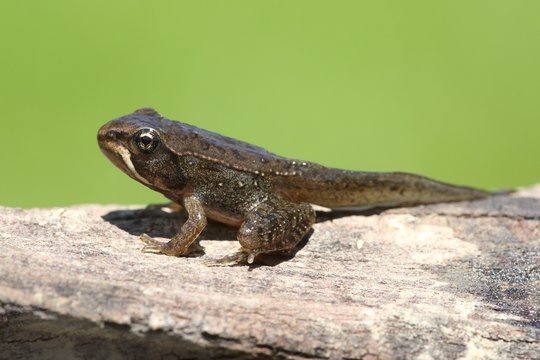 Wood Frog (Rana sylvatica) Pollyfrog