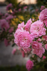 Small tea rose flowers with pink petals blooming 