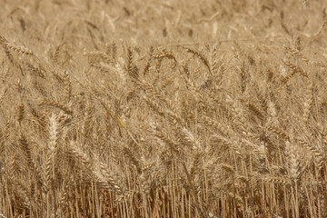 Wheat FIeld