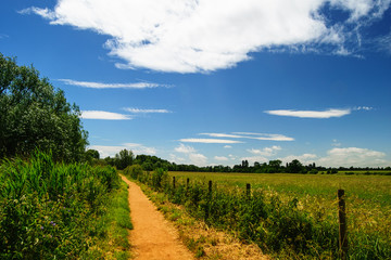 Fototapeta na wymiar Countryside landscape. Field, path and hedge
