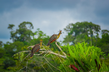 Group of hoatzins, episthocomus hoazin, endemic bird sitting on a branch inside the amazon rainforest in Cuyabeno National Park, in Ecuador