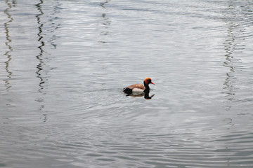 Ripples on water and duck. Lausanne, Switzerland