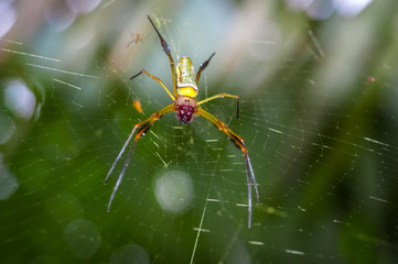 Tiny spider suspended over his spider web inside of the Cuyabeno National Park, in Ecuador