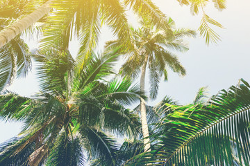 Beautiful background with tropical palm trees.View from below upwards on palm trees against the sky.Palm trees in the sunlight.Paradise design banner background.Vintage effect.