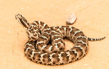 Halys Viper