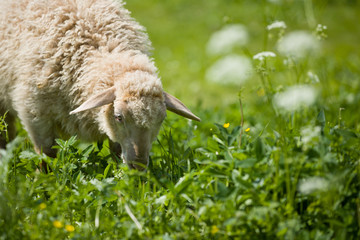 Naklejka na ściany i meble A sheep in a pasture of green grass. Sheep on an eco farm.