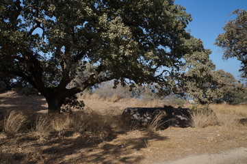 Cylinder tunk under big tree