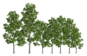 Obraz premium Trees in a row isolated on white 3d illustration
