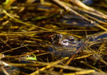 Frog with its head over water and watching carefully