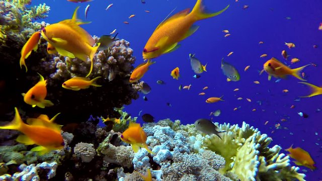 Diving. Tropical fish and coral reef. Underwater life in the ocean. Colorful corals and fish.
