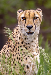 portrait of cheetah in high grass