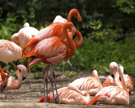 group of red flamingos