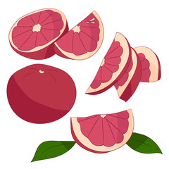 Ilustration of grapefruit on white background