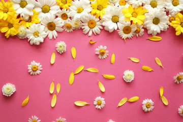 Composition with beautiful chamomile flowers on color background