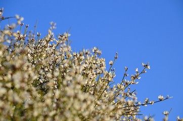 Wildflowers with blue sky background, retama monosperma