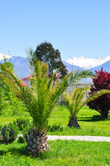 palm trees on the background of snowy mountains in the Adler district of Sochi