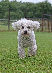 kleiner weißer pudel in Bewegung