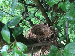 birds nest in a tree