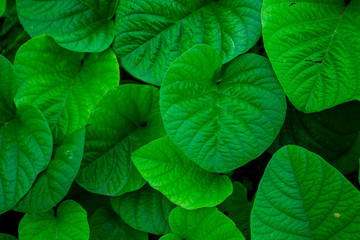 Background of nature