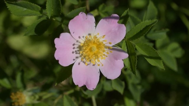 Flower of a dog rose stirred by wind on blurred background with tiny insects crawling on the pink flower. The plant is known as Rosa canina or wild rose. Macro shot