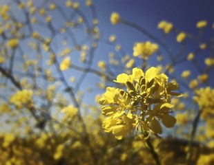 spring bloom