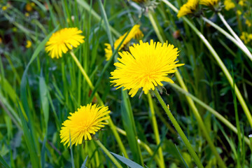Yellow flowers of a field dandelion on a hot summer day