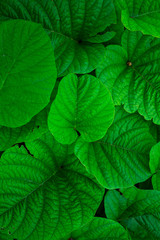 Background of nature