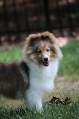 Summer Sheltie