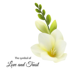 Нежные цветы, белая фрезия. Символ любви и доверия.