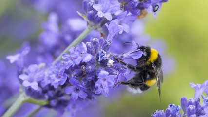 Bumblebee drinking nectar