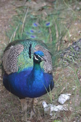 Blauer Pfau