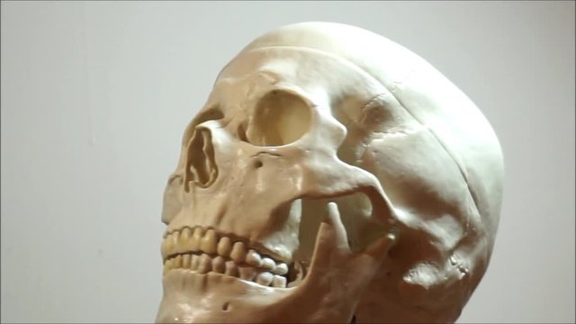 cranio