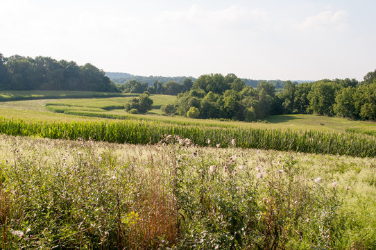 Green open space with mature trees on a sunny day with light clouds at Stroud Preserve