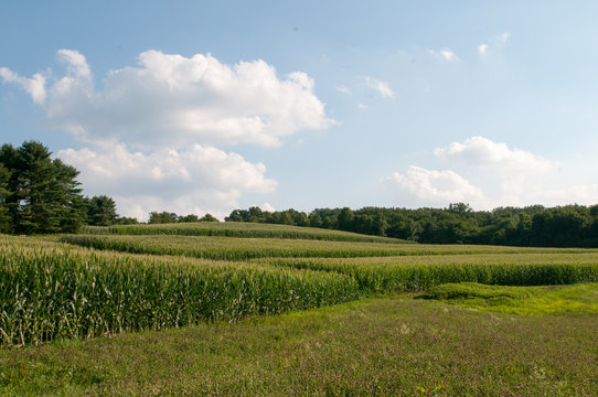 Green open space with mature trees on a sunny day with light clouds at Stroud Preserve