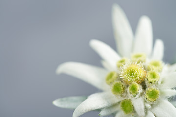 Edelweiss on gray background