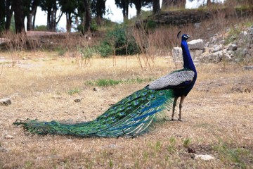 Blauer Pfau 