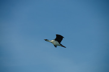 Flying South Atlantic Shag